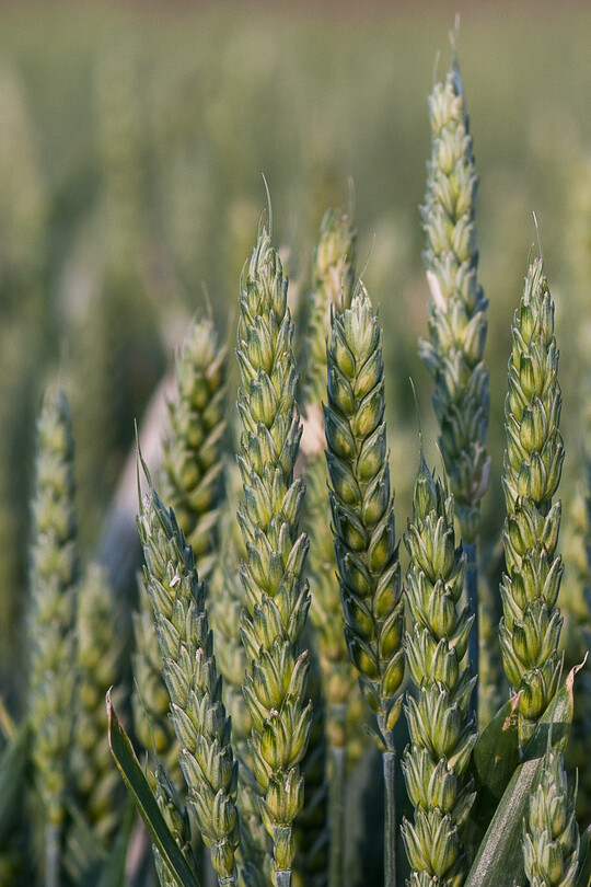 Ein situationsangepasstes Vorgehen bei der Spätdüngung von Weizen ist essenziell für die Optimierung von Ertrag und Qualitätsausprägung.