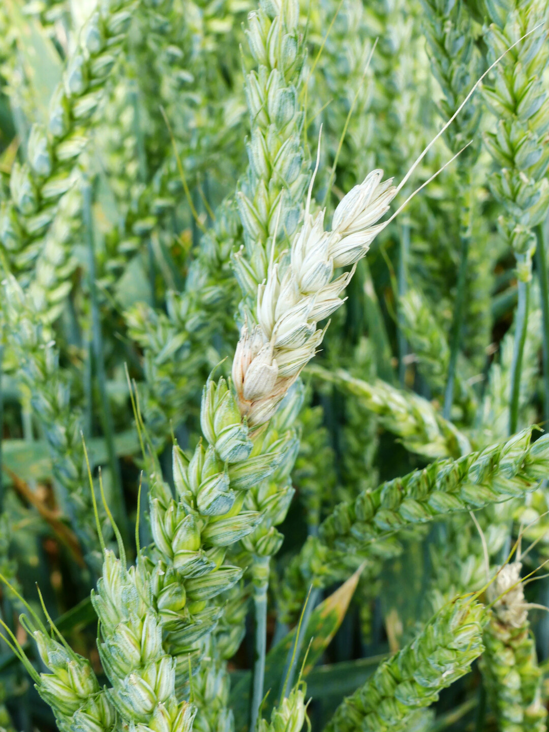 Infektionen mit Fusarium erfolgen w�hrend der Bl�te bei feucht-warmen Bedingungen. Der Befall wird etwa zwei bis drei Wochen sp�ter durch ein vorzeitiges Ausbleichen der befallenen �hrchen sichtbar. Wenn der Pilz bis zur Spindel vordringt, wird die N�hrstoffzufuhr des dar�ber liegenden Teils der Weizen�hre unterbunden, was wiederum zum Ausbleichen der dar�ber gelegenen �hrenabschnitte f�hren kann (siehe Foto). Einige Fusarium-Arten bilden giftige Stoffwechselprodukte, sogenannte Mykotoxine wie z. B. Deoxynivalenol (DON) oder Zearalenon (ZEA), die je nach Konzentration eine Verwertung der Ernte als Lebens- oder Futtermittel ausschie�en k�nnen.