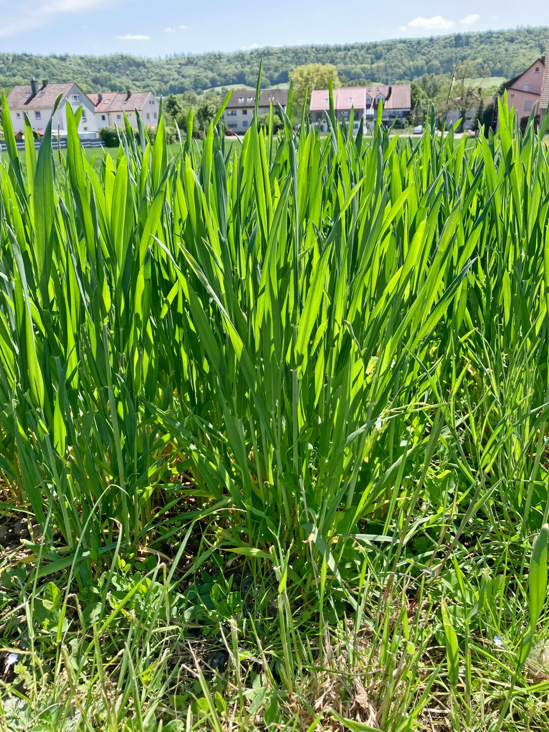 Gut versorgter, satt grüner Getreidebestand – gesehen bei Schwäbisch Hall.