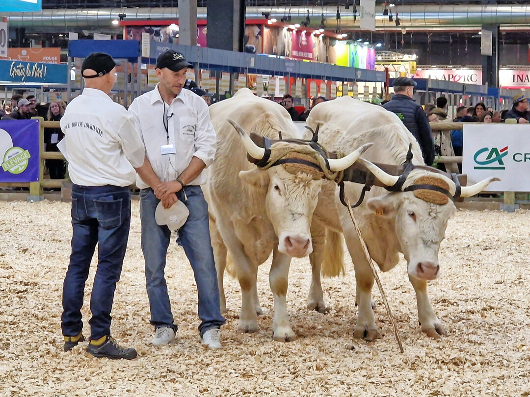 Die seltene Rasse Lourdaise stammt aus den Pyren�en.