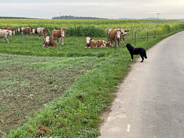 Die Rinderseuche IBR, auch BHV-1 genannt, gilt in Baden-Württemberg als getilgt. Dadurch können die Überwachungsuntersuchungen nun abgesenkt werden.
