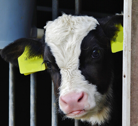Haben die Kälber genügend Kolostrum aufgenommen? Hierfür bietet das Veterinärpharmaunternehmen Boehringer Ingelheim nun einen kostenlosen Diagnostik-Check an.