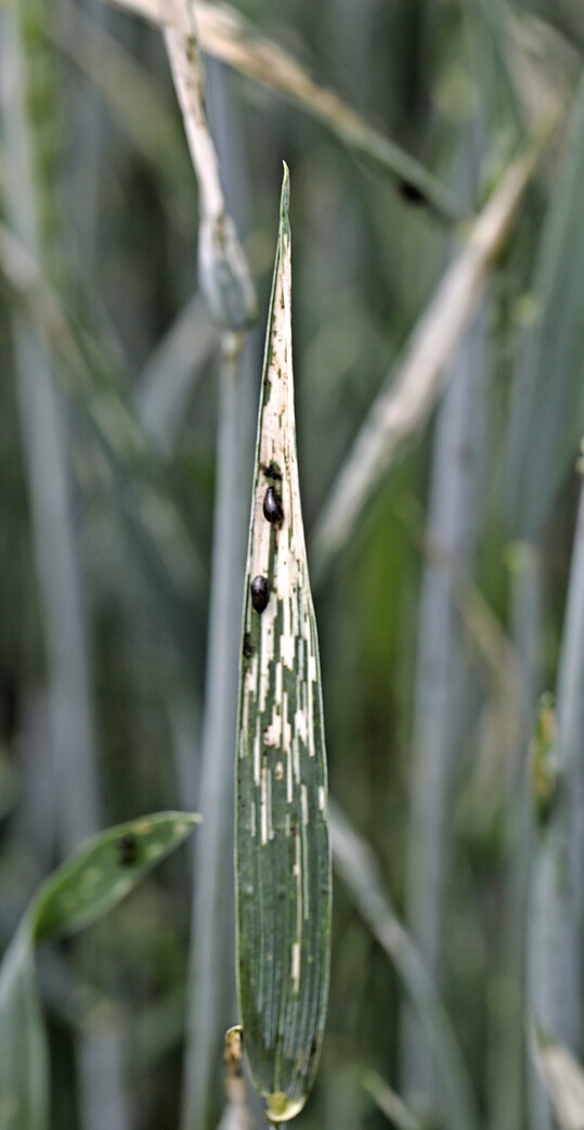 Die Fra�sch�den der Getreideh�hnchenlarven sind bereits aus gr��erer Entfernung sichtbar.