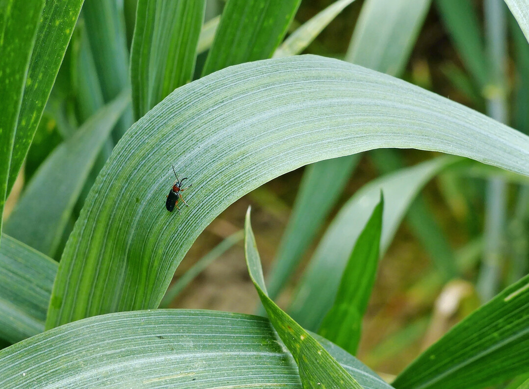 K�fer des Getreideh�hnchens