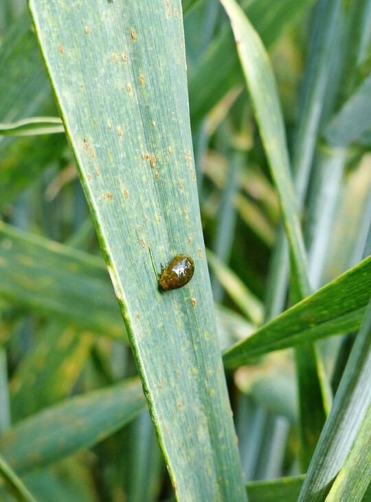 Larve des Getreideh�hnchens.