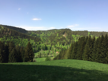 Der Wald ist Netto-Kohlenstoffdioxid-Quelle.