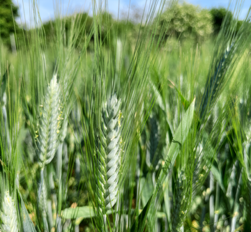 Der ideale Zeitpunkt für eine Fusariumbehandlung ist gekommen, wenn die Staubbeutel in der Mitte der Ähren zu beobachten sind.