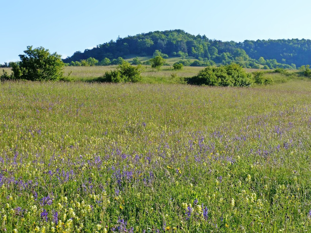 Artenreiche blumenbunte Wiese.