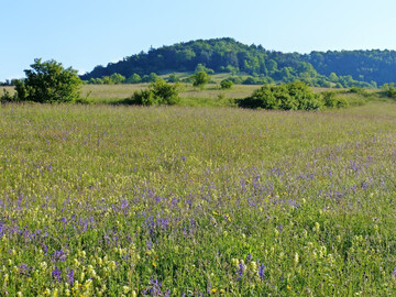 Artenreiche blumenbunte Wiese.