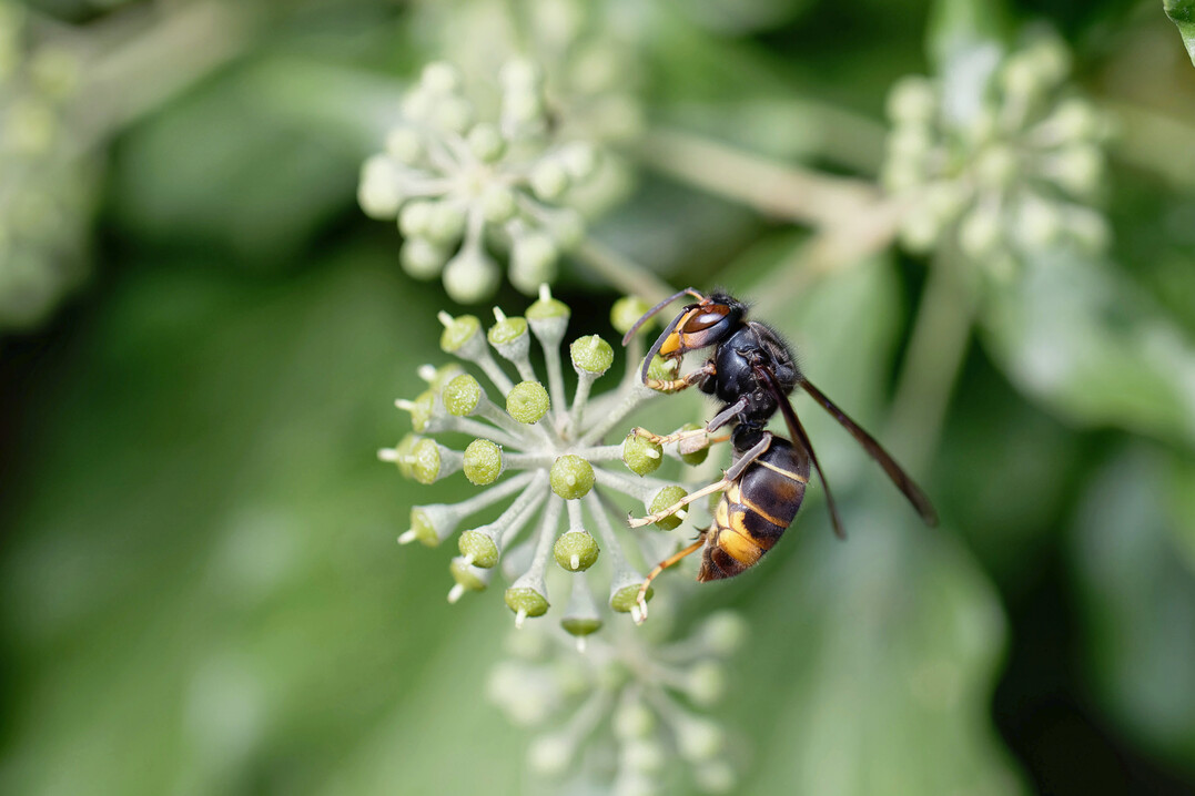 Die charakteristischen Merkmale der Asiatischen Hornisse sind ihr dunkler K�rper und die schwarz-gelben Beine. Die heimische und gesch�tzte Europ�ische Hornisse hat einen gelben Hinterleib mit schwarzen Binden und Punkten sowie rotbraune Beine.