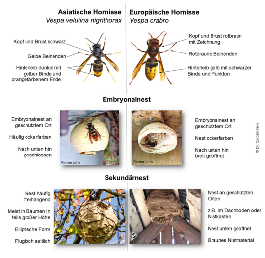 Europ�ische und Asiatische Hornisse unterscheiden sich in verschiedenen Merkmalen. Mehr Sicherheit in der Bestimmung bietet das Melden der Funde �ber die Meldeplattform der Landesanstalt f�r Umwelt. 