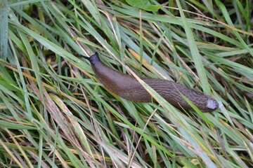 Schnecke am Feldrand