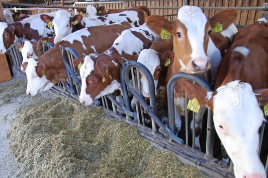 Um gesund aufzuwachsen, ben�tigen K�lber ein auf ihre Bed�rfnisse abgestimmtes Erg�nzungsfutter.                                              