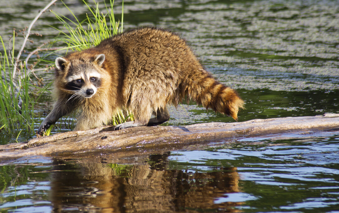 Waschb�ren leben gerne in Gebieten mit Gew�ssern.