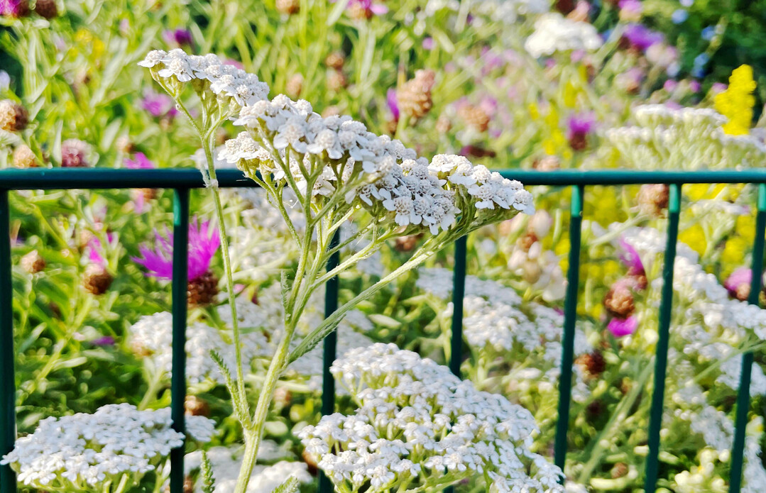 Wenn Pflanzen am Zaun hochwachsen und ihre Blüten hindurchstrecken, sieht das nicht nur schön aus, sondern ist auch für Kleintiere und Insekten wertvoll.