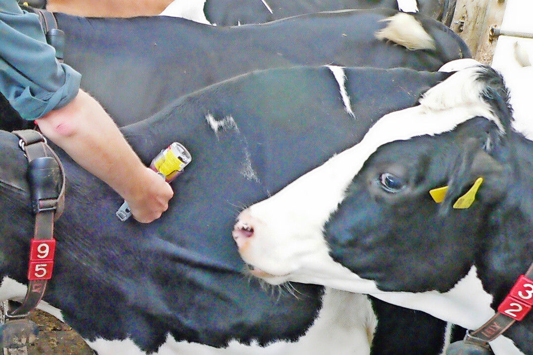 Um Rinder und Schafe vor der Blauzungenkrankheit zu schützen, sollten die Wiederkäuer rechtzeitig vor der Flugzeit der Gnitzen gegen die Viren geimpft werden.