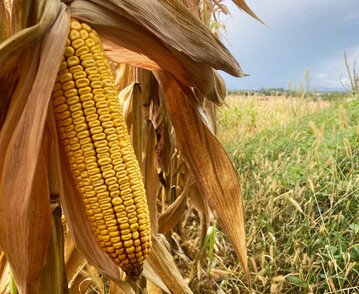 Das fl�chenm��ig bedeutendste Getreide in Deutschland ist der K�rnermais, der zur kommenden Ernte etwas Fl�che abgegeben hat.