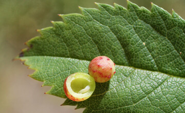 In unterschiedlich geformten Gallen wachsen die Larven von Gallwespen heran.