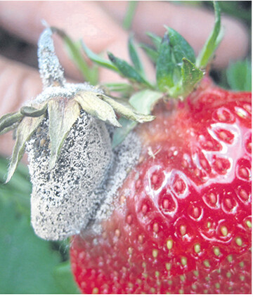 Wer befallene Fr�chte nicht entfernt, erh�ht die Gefahr von �Kontaktf�ulen".