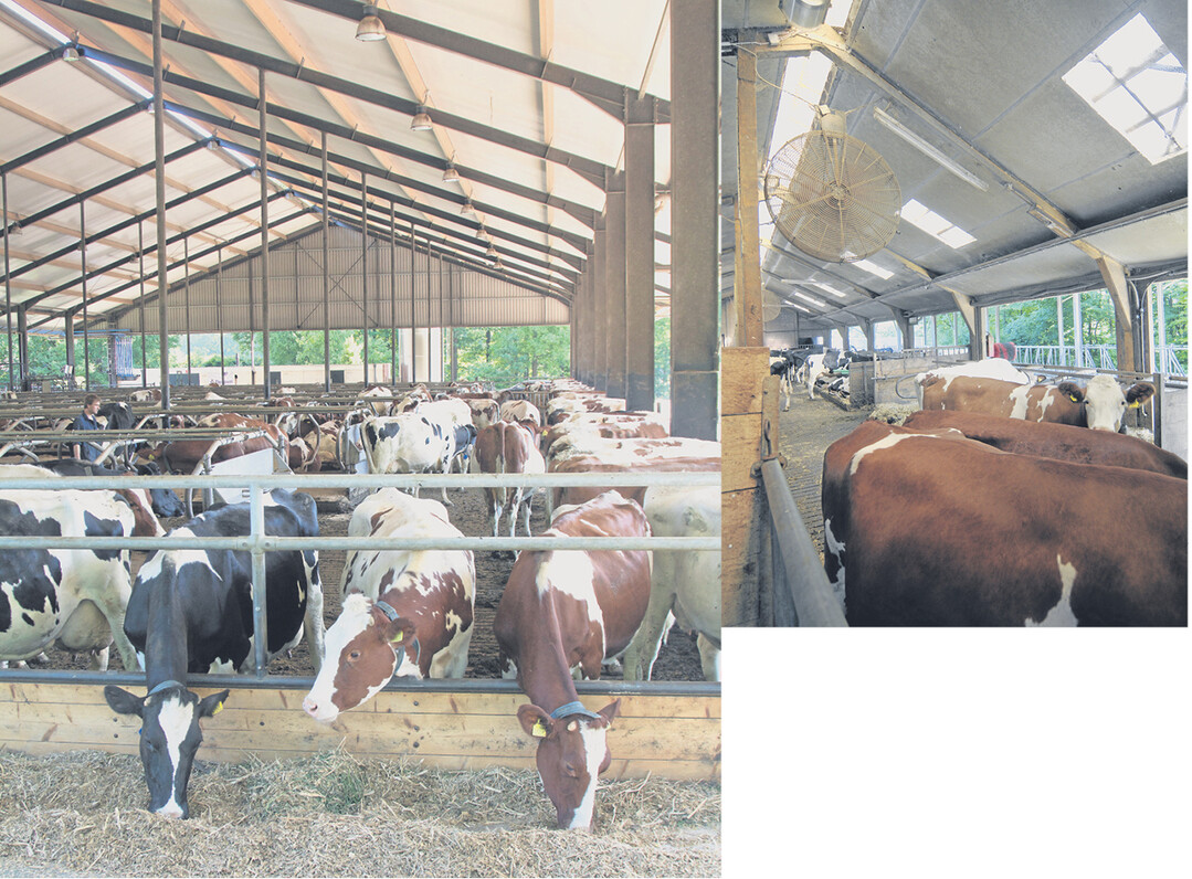 K�hl anstatt stickig: Schon bei Temperaturen zwischen 18 und 20 Grad ist es den Wiederk�uern warm, eigentlich zu warm und der Stall sollte bel�ftet werden. In Frage kommen Ventilatoren (l.). Offene Traufseiten mit Curtains sind inzwischen weit verbreitet und bieten dazu hin gute Voraussetzungen f�r Querl�ftung und Luftzufuhr, wenn sie ge�ffnet werden.