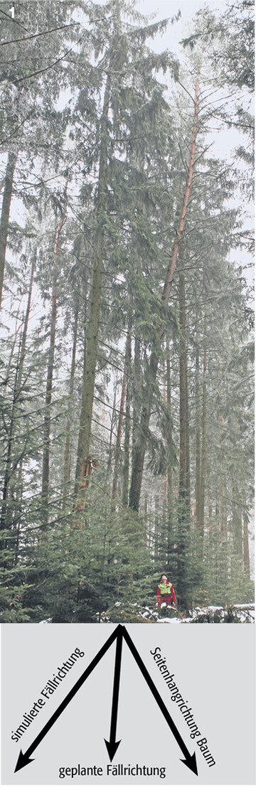 Der Seitenhang des Baumes bestimmt die simulierte F�llrichtung.