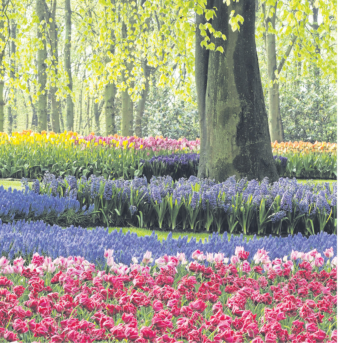 Unsere wichtigsten Fr�hlingsbl�her Narzisse, Tulpe und Hyazinthe kamen in den G�rten Europas zwischen 1560 und 1620, w�hrend der �Orientalischen Phase", gro� in Mode.