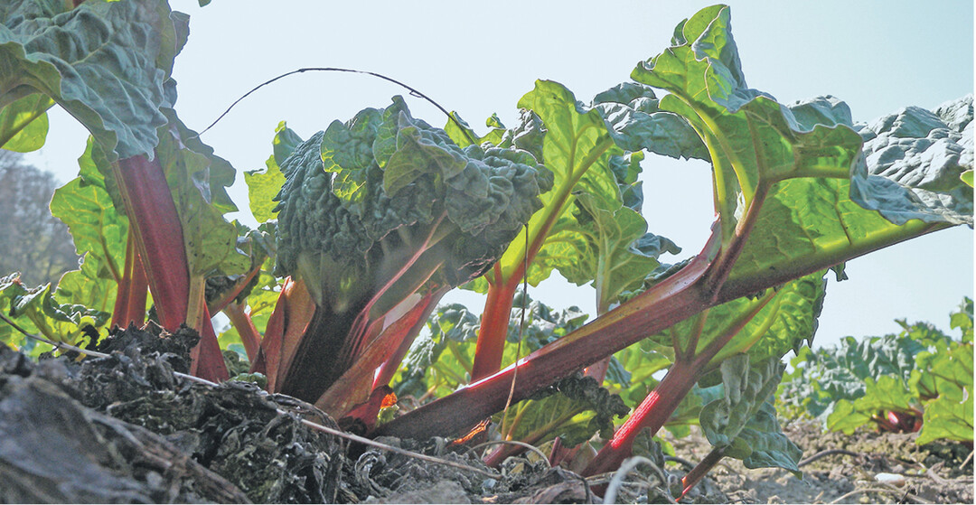 Der Geschmack der s��-sauren St�ngel wird durch die Sorte und die Farbe bestimmt, rote Stiele haben weniger S�ure als gr�ne.