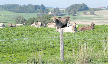 Eine sorglose Weidesaison setzt einen h�tesicheren Zaun voraus. Die t�gliche Spannungskontrolle der Umz�unung sollte daher eine Selbstverst�ndlichkeit sein.