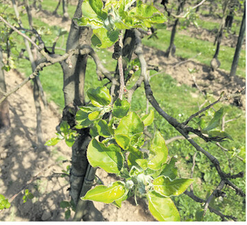 Schorfbehandlungen m�ssen im zeitigen Fr�hjahr beginnen.