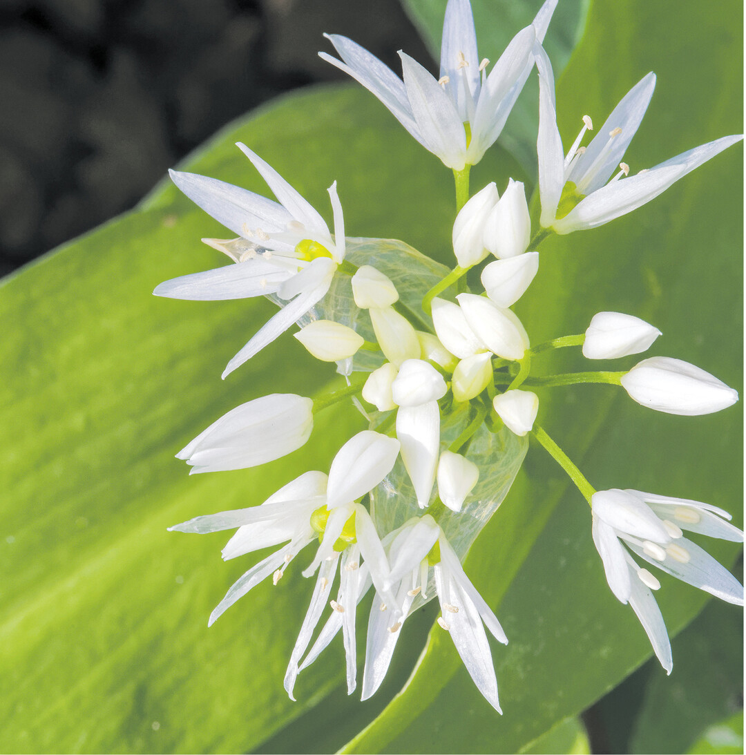 Es dauert nicht mehr lang, bis sich die gr�nen Teppiche im Wald in ein wei�es Bl�tenmeer verwandeln: Der B�rlauch bl�ht. Von der Knoblauchpflanze k�nnen nicht nur die gesch�tzten Bl�tter verwendet werden, auch die Bl�ten sind essbar. Sie eignen sich auch prima auf dem Teller als Dekoration.