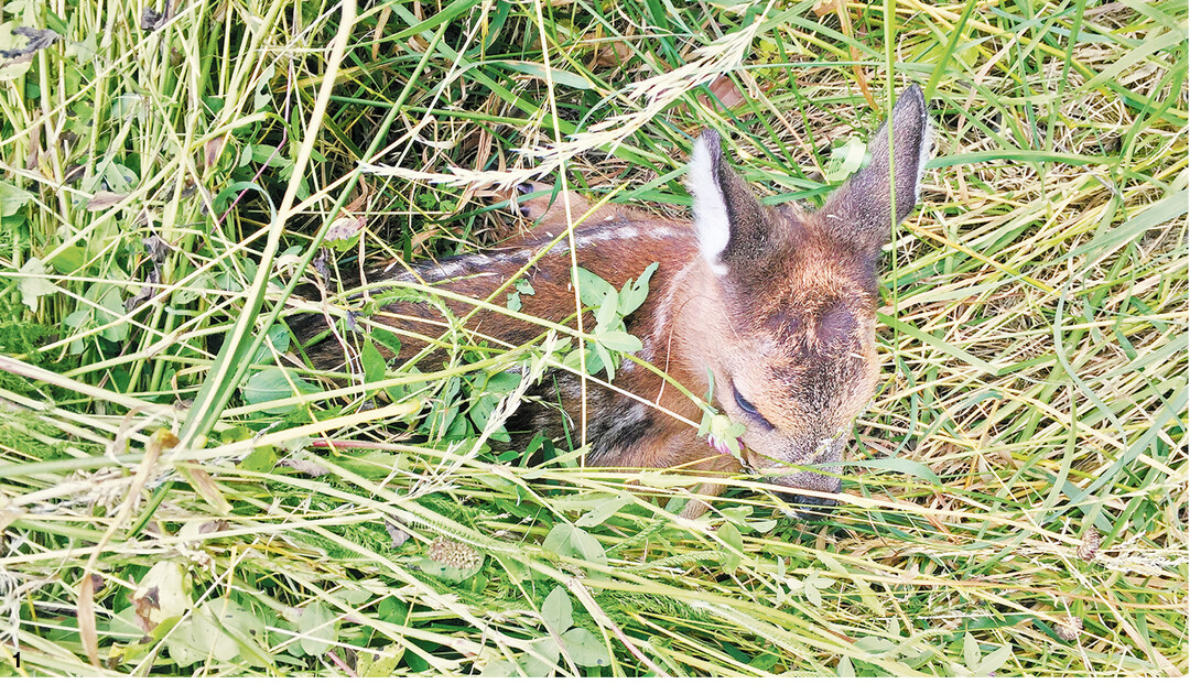Das junge Rehkitz im hohen Gras lebt zur Zeit der Mahd gef�hrlich.