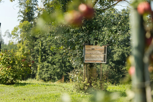 Durch vielf�ltige Ma�nahmen konnte die Artenvielfalt bei Wildbienen seit Beginn des Projekts verdoppelt werden.