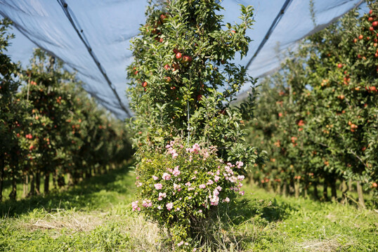 �ber 14.000 Str�ucher und Geh�lze wurden gepflanzt, die den Insekten zus�tzliche Nahrung bieten.