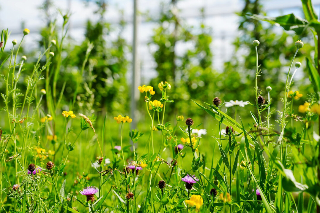 Insgesamt 800 Fu�ballfelder an Bl�hfl�chen wurden in den vergangenen 15 Jahren im Rahmen des Apfelprojekts angelegt, um die Artenvielfalt zu erh�hen.