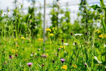 Insgesamt 800 Fußballfelder an Blühflächen wurden in den vergangenen 15 Jahren im Rahmen des Apfelprojekts angelegt, um die Artenvielfalt zu erhöhen.