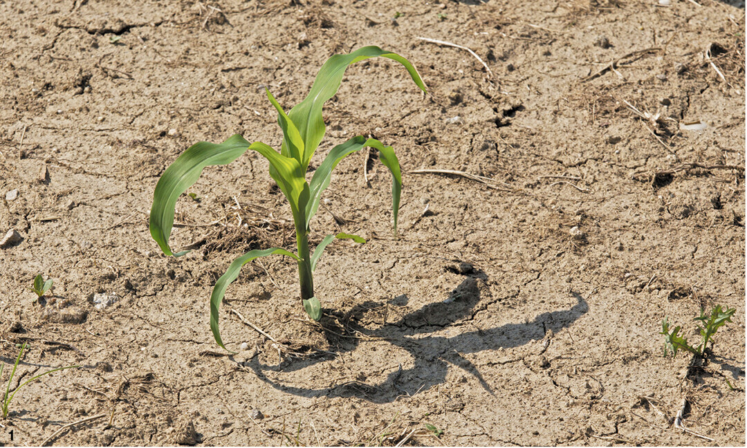 Verarmte und erosionsanf�llige B�den wie dieser k�nnen Feuchtigkeit schlechter halten. Trockenheit wird dann schneller zum Problem.