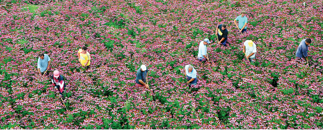 Rum�nische Saisonarbeiter hacken Unkraut in einem Sonnenhutfeld.