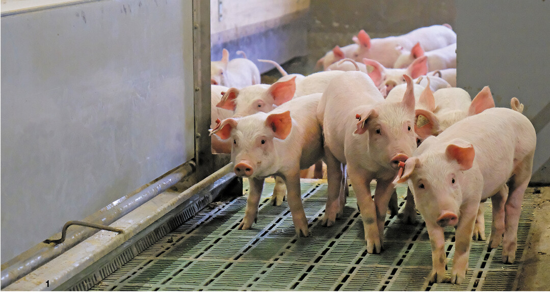 Der umgebaute Aufzuchtstall bietet dem Schweinenachwuchs Kistenbetten, gro�z�gige Aktivit�tsfl�chen, einen Kotbereich sowie einen Auslauf. Fotos: Koeck