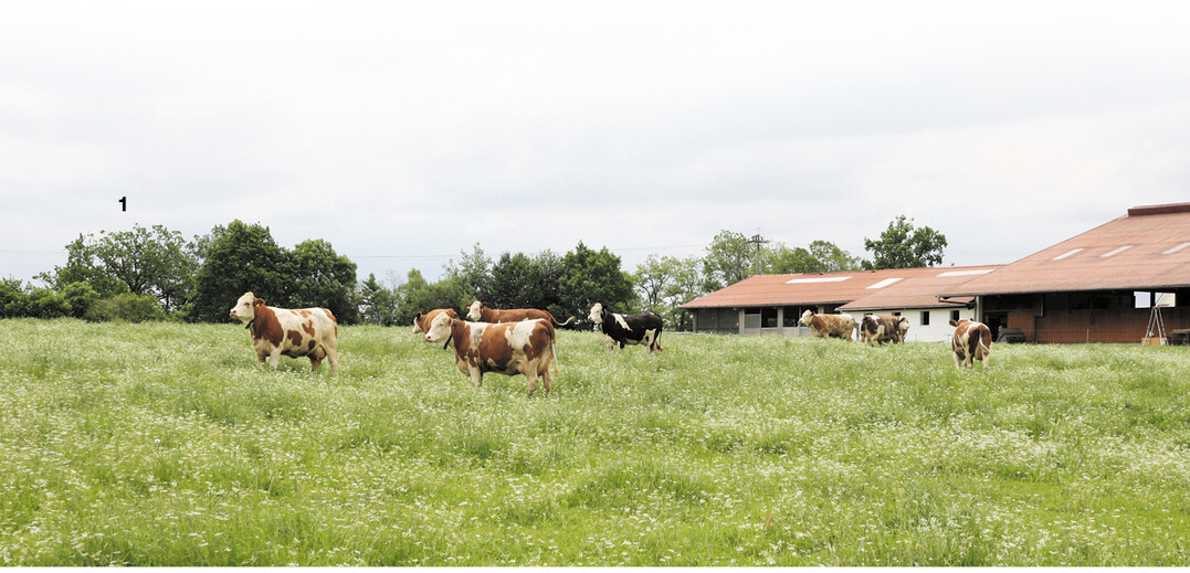 Die K�he von Gebhard Lochbrun-ner haben im Sommer Weidegang.