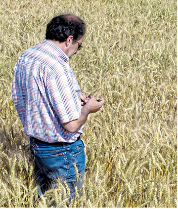 Die Öko-Umstellungswelle beschert Vermarktern mehr Biogetreide und fordert sie, neue Kunden zu gewinnen.