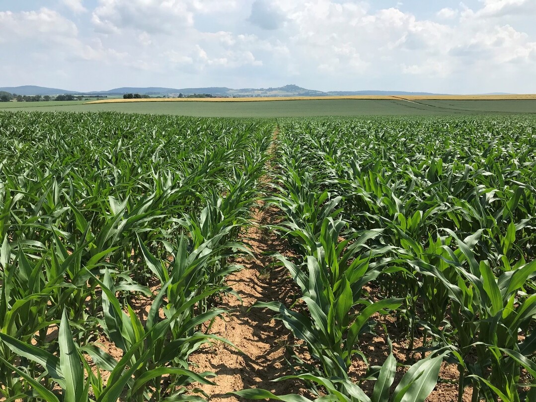 Standard-DAP-Unterfu�d�ngung mit beginnendem Blattrollen (links) und 150 kg/ha D�ngermischung Kalkstickstoff/DAP (rechts)