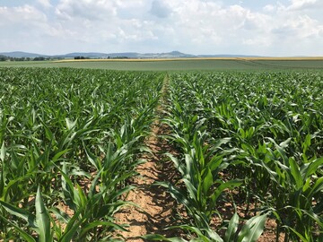 Standard-DAP-Unterfu�d�ngung mit beginnendem Blattrollen (links) und 150 kg/ha D�ngermischung Kalkstickstoff/DAP (rechts)