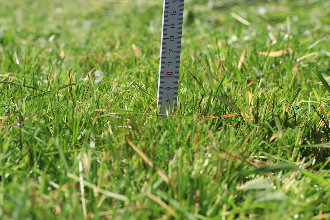 Die Stoppelhöhe bestimmt die notwendige Arbeitshöhe. Es sollte nie zu tief gemäht werden, da dies Erde ins Futter bringt.