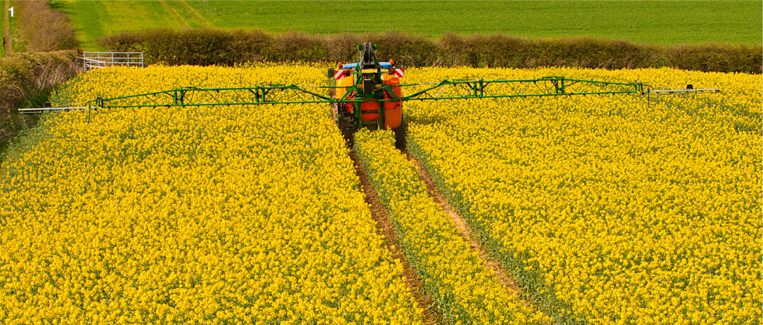 Ein Fungizideinsatz im Fr�hjahr soll meist das Wachstum regulieren und die Standfestigkeit verbessern.