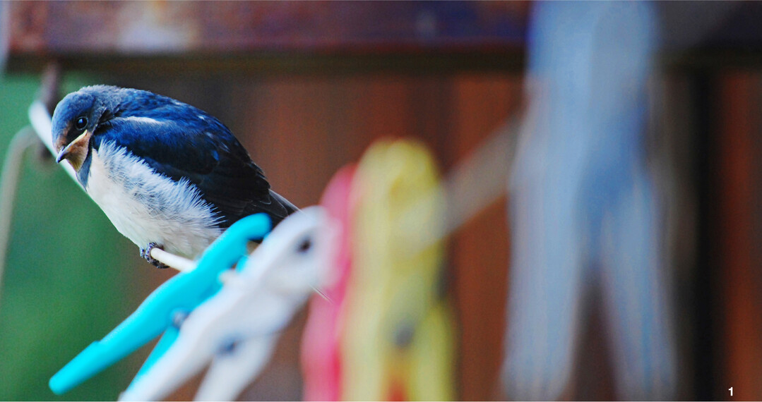 Eine junge Rauchschwalbe, zu erkennen an den matten Farben und dem gelben Schnabelrand, wartet auf der W�schleine auf Futter.
