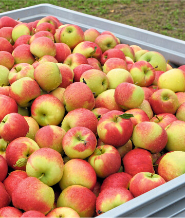 Die Vermarktungssaison bei Tafel�pfeln im Gesch�ftsjahr 2019/20 lief zum Ende der Kampagne erfreulich gut, was sich positiv in der Bilanz der MaBo niederschlug.