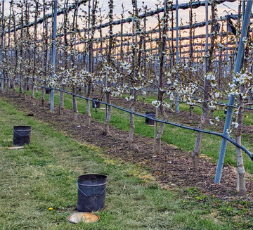 Schutzma�nahme in einer Kirschenanlage zur Abwendung der Frostgefahr.