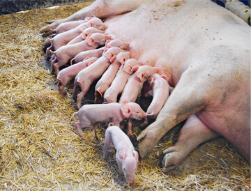 Ein in Geburtsgewicht und Vitalit�t ausgeglichener Wurf.