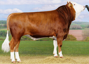 Der Edelstein-Sohn Epikur ist einer h�chsten Eutervererber der Rasse.