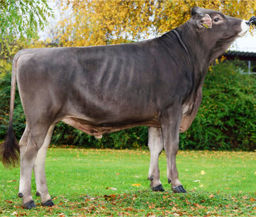 Albany ist der h�chste genomische Bulle der Topliste